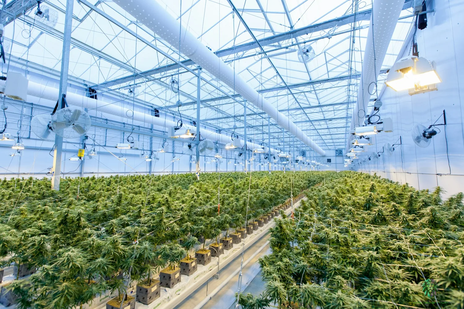 Rangées de plants de chanvre dans la serre suisse contrôlée d'Orgena SA