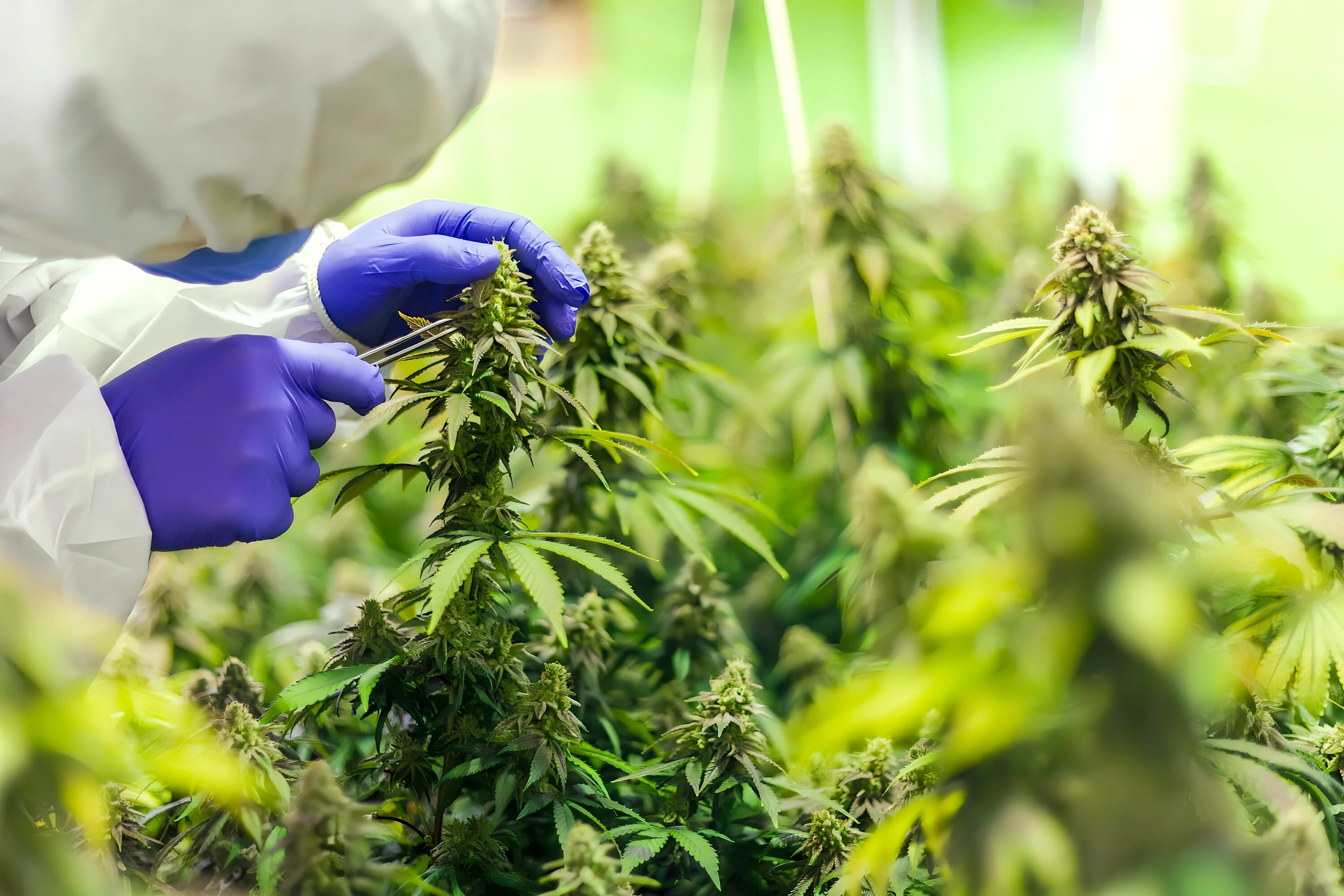 Technicien effeuillant une plante de chanvre en conditions contrôlées pour CBD Logistics Switzerland