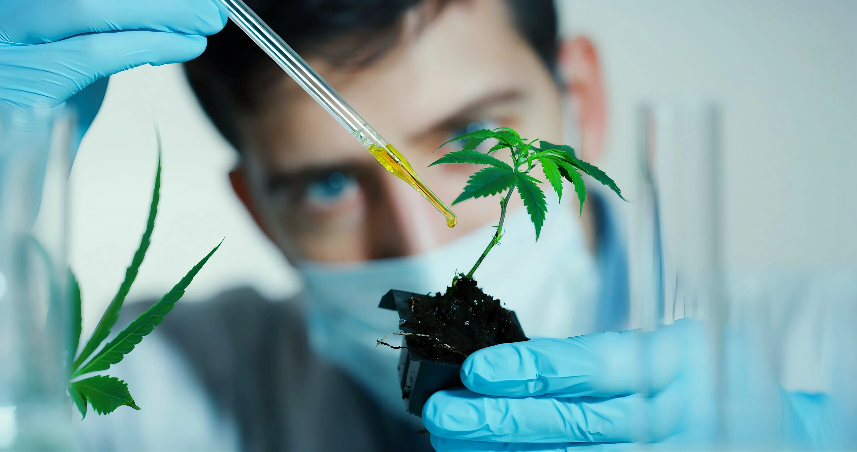 Analyse en laboratoire d'un extrait de jeune plant de chanvre pour CBD Logistics Europe