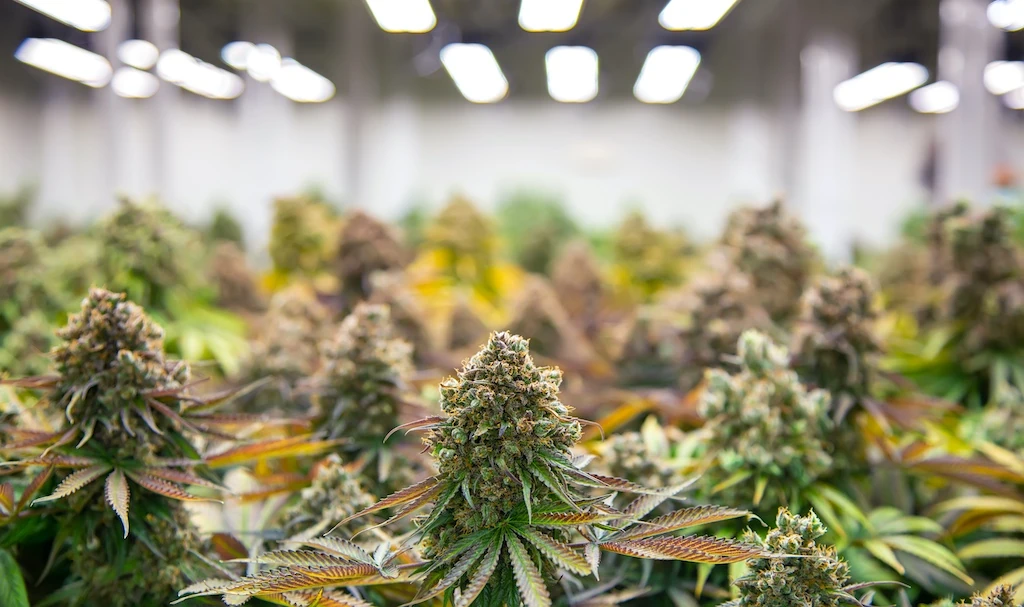 Gros plan d'une fleur de chanvre cultivée au sein du site Orgena SA à Cama, Graubünden