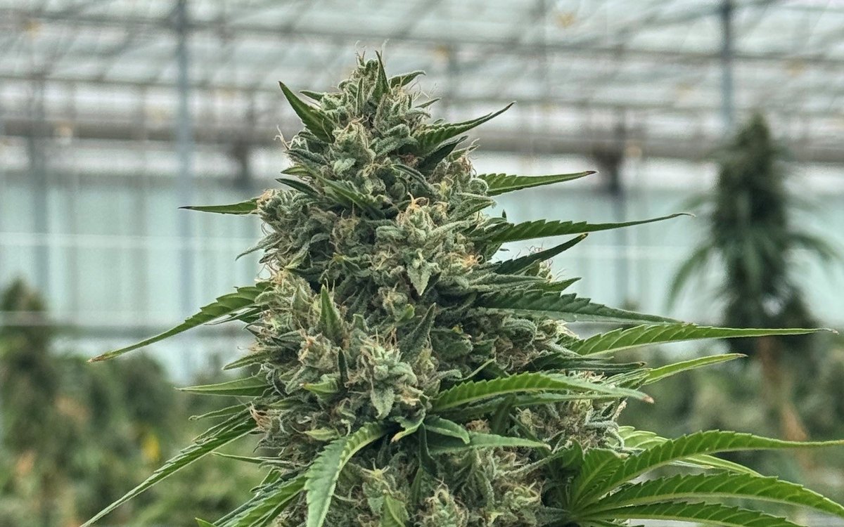 Fleur de chanvre cultivée au site Orgena SA, où l'équipe gère les opérations quotidiennes