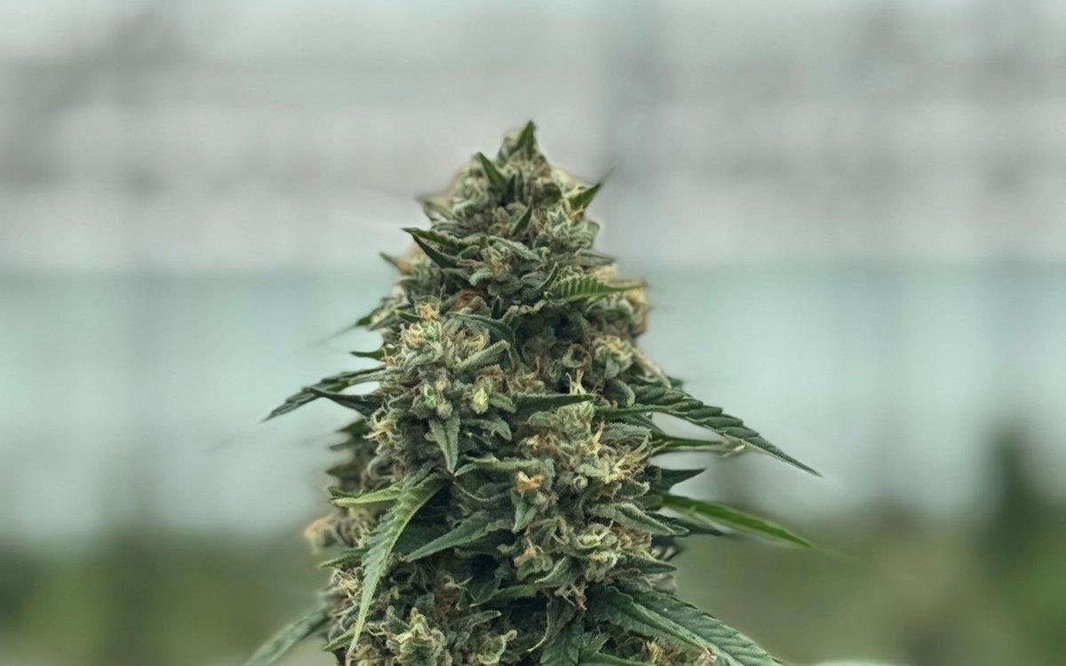 Gros plan d'une cola de fleur de chanvre cultivée au site Orgena SA
