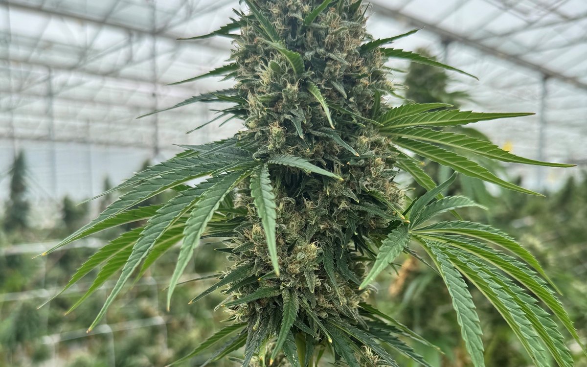 Gros plan d'une cola de fleur de chanvre en culture au site Orgena SA